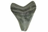 Fossil Megalodon Tooth - South Carolina #368404-1